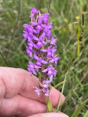 Gymnadenia borealis