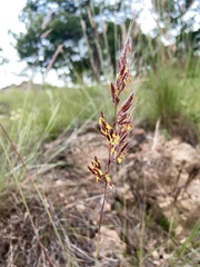 Sorghastrum pellitum