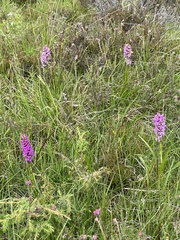 Gymnadenia borealis