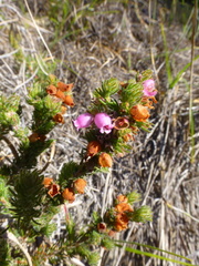 Erica hippurus