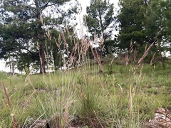 Sorghastrum pellitum