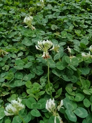 Trifolium repens