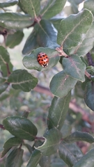 Harmonia axyridis