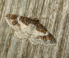 Hydrelia condensata