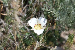 Calochortus bruneaunis