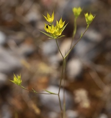 Bupleurum veronense