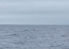 Physeter macrocephalus