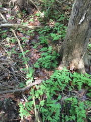 Gymnocarpium dryopteris