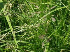 Scirpus radicans