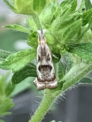 Microcrambus elegans