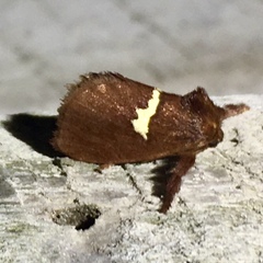 Monoleuca semifascia