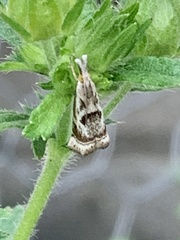 Microcrambus elegans