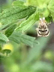 Microcrambus elegans