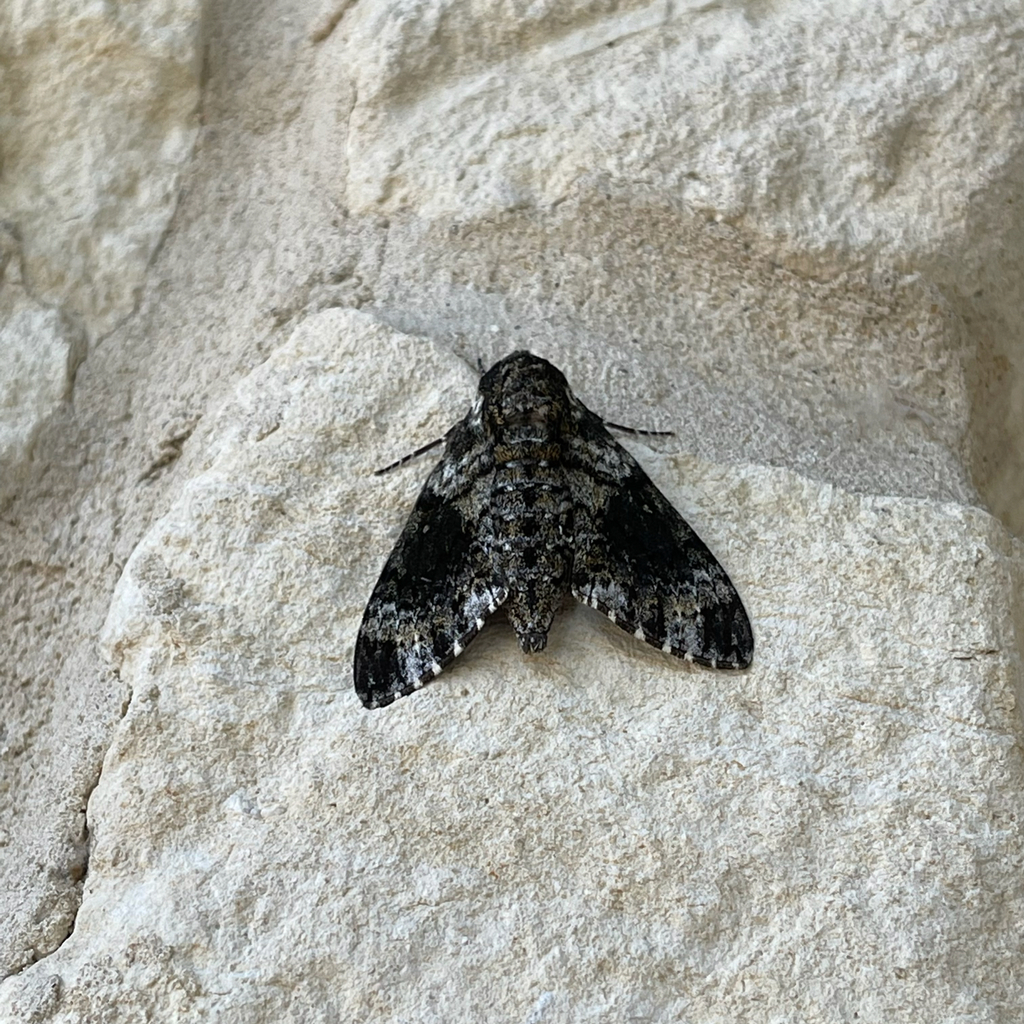 Pawpaw Sphinx from Carrollton on July 01, 2022 at 08:41 AM by Mark ...