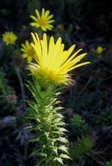 Cullumia carlinoides