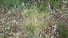 Agrostis curtisii