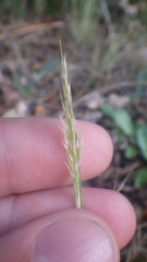 Agrostis curtisii