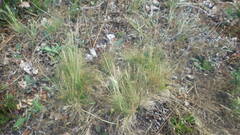 Agrostis curtisii