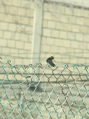 Cynanthus latirostris