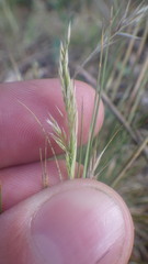 Agrostis curtisii