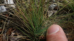 Agrostis curtisii