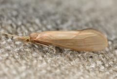 Oecetis ochracea
