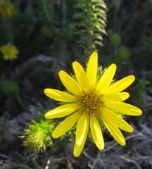 Cullumia carlinoides