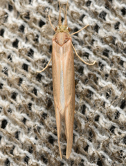 Oecetis ochracea