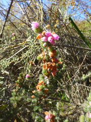Erica hippurus