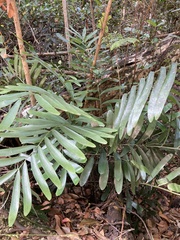 Zamia erosa