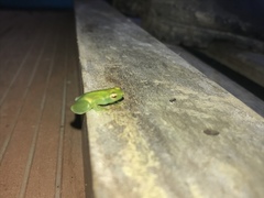 Sphaenorhynchus lacteus