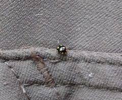 Brachiacantha decempustulata