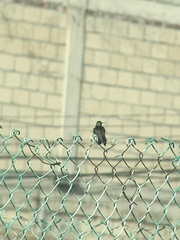 Cynanthus latirostris