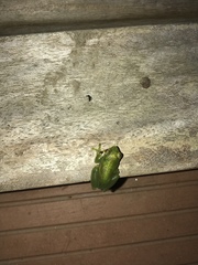 Sphaenorhynchus lacteus