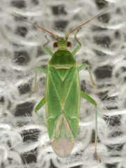 Orthotylus marginalis