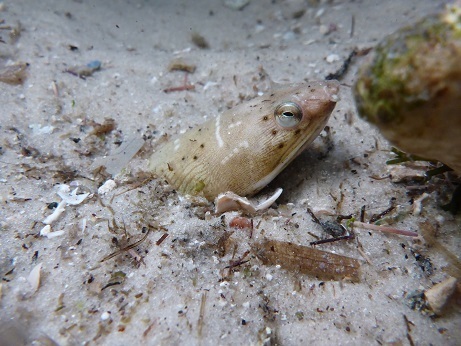 Palespotted Eel