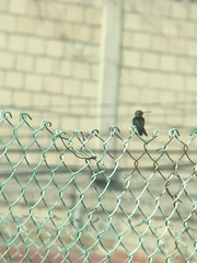 Cynanthus latirostris