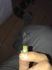 Sphaenorhynchus lacteus