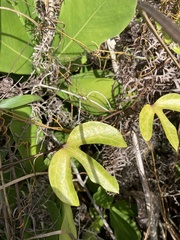 Aristolochia trilobata
