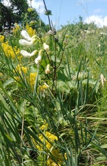 Lathyrus pallescens