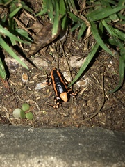 Phrynomantis