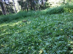 Impatiens glandulifera