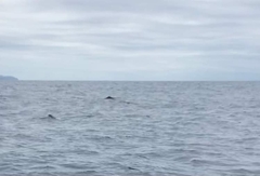 Physeter macrocephalus