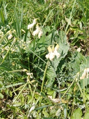 Lathyrus pallescens
