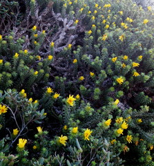 Cullumia carlinoides