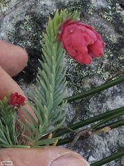 Erica glauca elegans