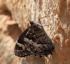 Hipparchia syriaca