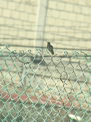 Cynanthus latirostris