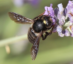 Megachile parietina