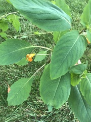 Impatiens capensis